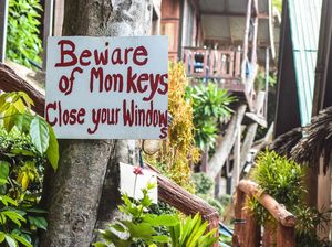 Sempat Diteror Kawanan Monyet, Kota Wisata Lapburi Kini Aman