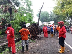 Hujan Disertai Angin Kencang Tumbangkan Sejumlah Pohon di Malang