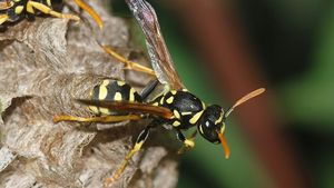 10 Tawon Paling Mengerikan di Dunia, Sengatannya Bisa Tewaskan Manusia