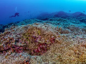 Bahaya! Pariwisata Massal Ancam Ekosistem Laut di Malaysia Bahaya! Pariwisata Massal Ancam Ekosistem Laut di Malaysia