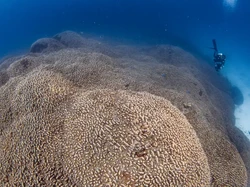 Makhluk Laut Sebesar 2 Lapangan Basket Terekam di Pulau Solomon