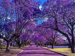 Hidup di Kota Keong Sydney