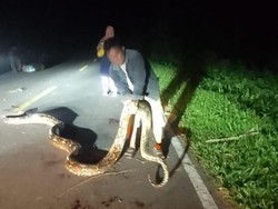 Penampakan Ular Piton 7 Meter Ditemukan-Dibunuh Warga di Jalanan Bolsel Sulut