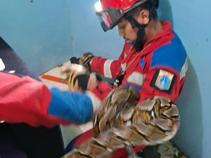 Ngeri! Ular Sanca 3 Meter Muncul di Plafon saat Warga Jakut Bersih-bersih Ngeri! Ular Sanca 3 Meter Muncul di Plafon saat Warga Jakut Bersih-bersih