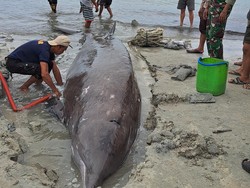 Paus Berparuh 5 Meter Terdampar di Pantai Selayar, Perahu Dikerahkan Evakuasi