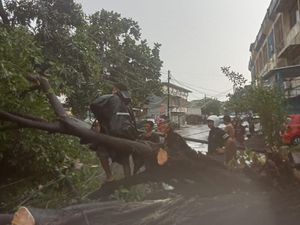 Pohon Tumbang Akibat Hujan Deras di 10 Titik Makassar, 2 Rumah Tertimpa Pohon Tumbang Akibat Hujan Deras di 10 Titik Makassar, 2 Rumah Tertimpa