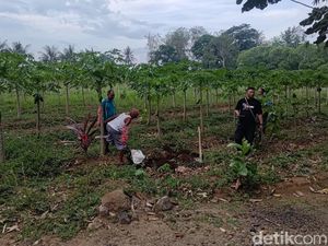 2 Hari, 45 Anjing Akan Dikirim ke Solo Lahap 20 Kg Ayam-18 Kg Beras 2 Hari, 45 Anjing Akan Dikirim ke Solo Lahap 20 Kg Ayam-18 Kg Beras