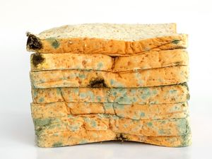 Tak Sengaja Makan Roti Berjamur? Ini Reaksi yang Terjadi pada Tubuh