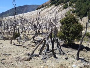 Menyusuri Keindahan Alam dan Jejak Sejarah Gunung Papandayan Menyusuri Keindahan Alam dan Jejak Sejarah Gunung Papandayan