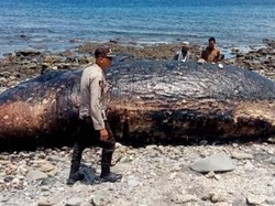 Keluarkan Bau Busuk, Bangkai Paus Sperma Berbobot 10 Ton Terdampar di Bima