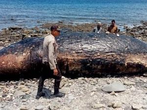 Keluarkan Bau Busuk, Bangkai Paus Sperma Berbobot 10 Ton Terdampar di Bima Keluarkan Bau Busuk, Bangkai Paus Sperma Berbobot 10 Ton Terdampar di Bima