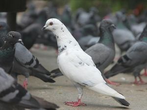 Studi Ungkap Merpati Bisa Menilai Sebuah Karya Seni, Bagaimana Caranya? Studi Ungkap Merpati Bisa Menilai Sebuah Karya Seni, Bagaimana Caranya?