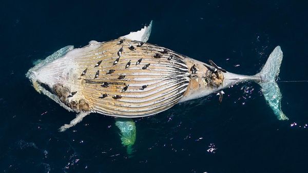 Dalam Sebulan, 3 Paus Bungkuk Mati di Cape Town Afsel