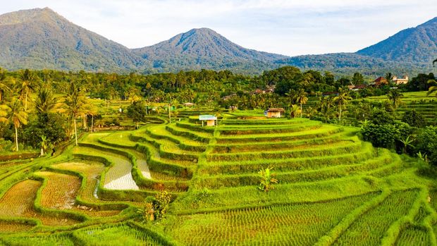 Sunrise scene - early morning on Jatiluwih Rice Terraces. Aerial view of rice fields in a morning sun light.
