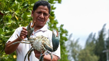 Kepiting Bakau Aceh Tembus Pasar Singapura-China, Harga Rp 420 Ribu/Kg