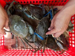 Ilmuwan Ungkap Kepiting Bisa Rasakan Sakit Saat Dimasak Hidup-hidup