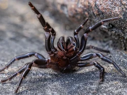 Warga Australia Diminta Kumpulkan Laba-laba Mematikan