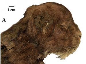 Ilmuwan Temukan Kucing Bergigi Pedang Berusia 35 Ribu Tahun Ilmuwan Temukan Kucing Bergigi Pedang Berusia 35 Ribu Tahun