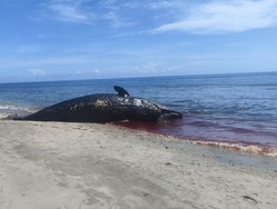 Paus Sperma Terdampar di Pantai Banyuning, Sempat Dikira Terumbu Karang