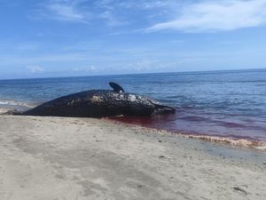 Paus Sperma Terdampar di Pantai Banyuning, Sempat Dikira Terumbu Karang Paus Sperma Terdampar di Pantai Banyuning, Sempat Dikira Terumbu Karang