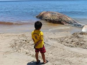 Rahang Bawah Paus Sperma Terdampar di Pantai Banyuning Hilang, Diduga Dicuri Rahang Bawah Paus Sperma Terdampar di Pantai Banyuning Hilang, Diduga Dicuri