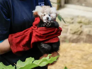 Kembang Api Bikin Bayi Panda Merah Mati di Kebun Binatang Inggris, Ini Akibatnya Kembang Api Bikin Bayi Panda Merah Mati di Kebun Binatang Inggris, Ini Akibatnya