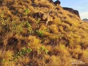 Menikmati Keindahan Labuan Bajo dan Sekitarnya Menikmati Keindahan Labuan Bajo dan Sekitarnya