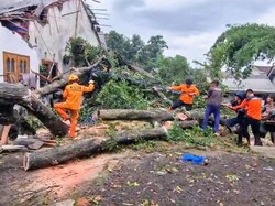Hujan Campur Angin Kencang di Bondowoso Rusak Rumah-Robohkan Pohon