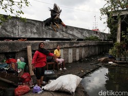 Gibran Bersama Pj Gubernur Teguh Tinjau Banjir Rob di Muara Angke