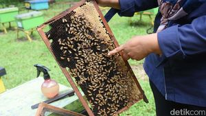 Berburu Madu di Taman Wisata Lebah Cibubur