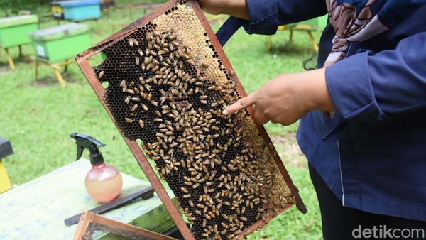 Berburu Madu di Taman Wisata Lebah Cibubur