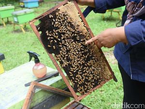 Berburu Madu di Taman Wisata Lebah Cibubur Berburu Madu di Taman Wisata Lebah Cibubur