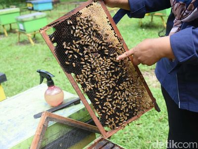 Berburu Madu di Taman Wisata Lebah Cibubur