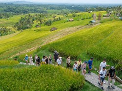 Video Kunjungan Wisatawan Ke DTW Jatiluwih Masih Normal