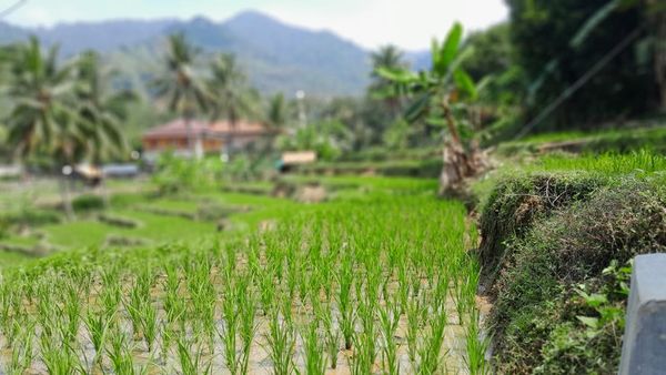 Potret Indah Desa Wisata Mekarbuana Karawang, Sawah Hijau Sejauh Mata Memandang