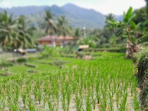 Potret Indah Desa Wisata Mekarbuana Karawang, Sawah Hijau Sejauh Mata Memandang