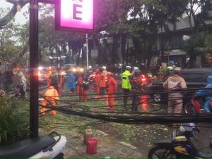 Hujan Disertai Angin Kencang, BPBD DKI Catat 4 Pohon Tumbang