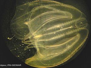 Ilmuwan Temukan Ubur-ubur Benjamin Button yang Bisa Kembali Muda