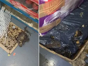 Jijik! Supermarket Ini Penuh Bangkai Tikus dan Makanan Tercemar Jijik! Supermarket Ini Penuh Bangkai Tikus dan Makanan Tercemar