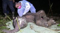 Kasihan, Anak Gajah Sumatra Ditemukan Mati di Aceh Jaya