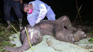 Kasihan, Anak Gajah Sumatra Ditemukan Mati di Aceh Jaya