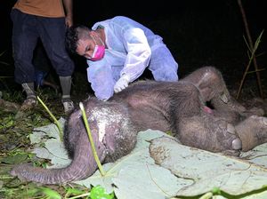 Kasihan, Anak Gajah Sumatra Ditemukan Mati di Aceh Jaya Kasihan, Anak Gajah Sumatra Ditemukan Mati di Aceh Jaya