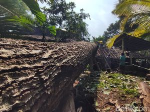 Angin Kencang Bikin Pohon 30 Meter Roboh hingga Rusak Rumah di Kulon Progo