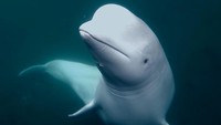 Tragis! 30 Paus Beluga Terancam Disuntik Mati Massal