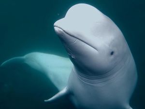 Misteri Paus Beluga yang Dituduh Mata-mata Rusia Misteri Paus Beluga yang Dituduh Mata-mata Rusia