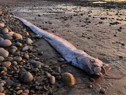 Terpopuler: Ikan Kiamat Muncul Tiga Kali Dalam Setahun di Pantai Ini
