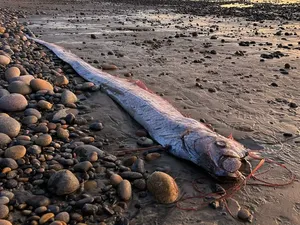 Terpopuler: Ikan Kiamat Muncul Tiga Kali Dalam Setahun di Pantai Ini Terpopuler: Ikan Kiamat Muncul Tiga Kali Dalam Setahun di Pantai Ini