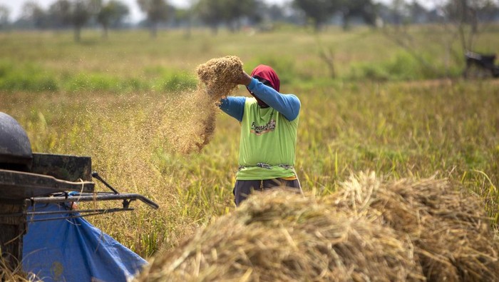 Petani membersihkan gabah hasil panennya di area sawah desa Pekandangan, Indramayu, Jawa Barat, Selasa (19/11/2024). Pemerintah Provinsi Jawa Barat menaikkan banyak sekali upaya strategis guna mengejar-ngejar  target buatan gabah kering giling (GKG) sebanyak 11.084.635 ton pada simpulan 2024. ANTARA FOTO/Dedhez Anggara/YU
