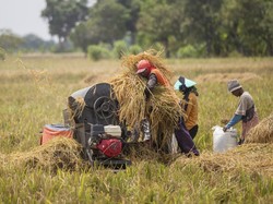 Produksi Beras RI Agustus-Oktober Diprediksi Tembus 9,11 Juta Ton