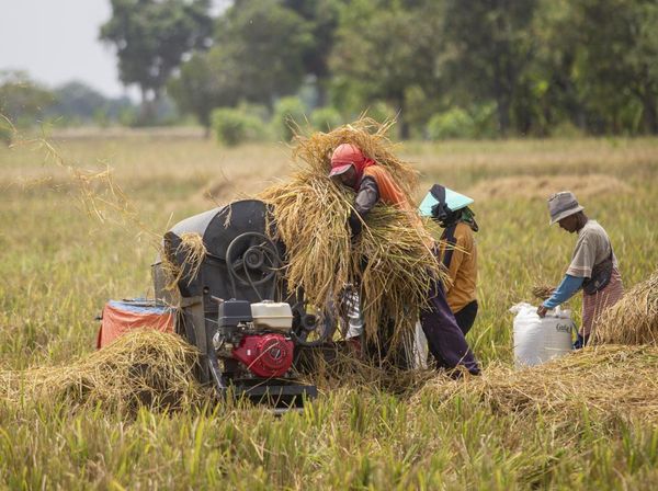 Petani di Indramayu Geber Produksi Beras